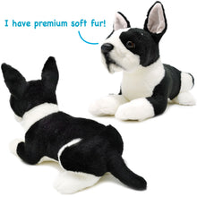 Load image into Gallery viewer, Baxter The Boston Terrier | 13 Inch Stuffed Animal Plush
